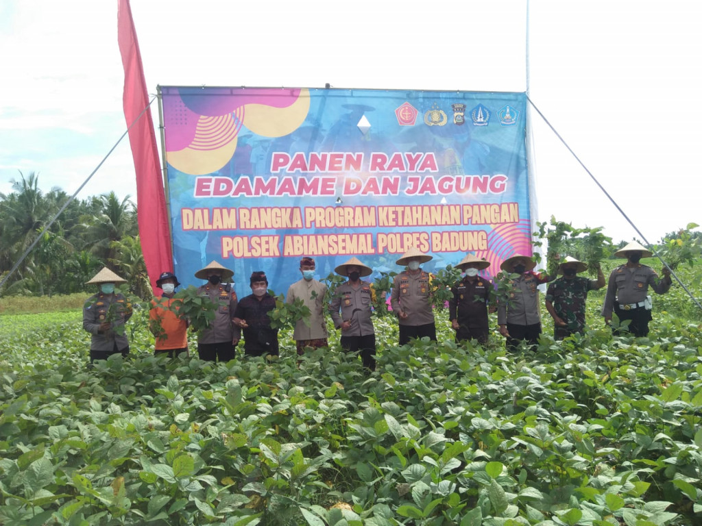 PANEN RAYA KEDELAI EDAMAME DAN JAGUNG